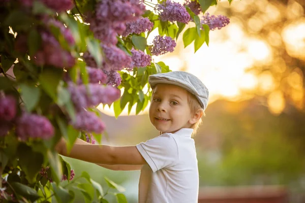 Stylish Preshcool Child Cute Boy Enjoying Lilac Flowers Bush Blooming — Stock Photo, Image