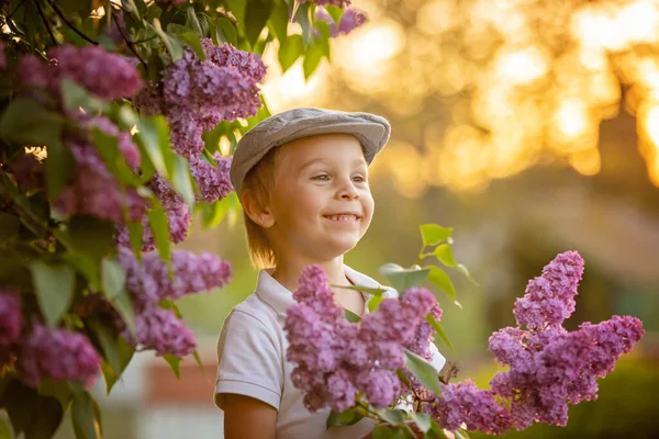 おしゃれなプリシュクール子 可愛い男の子 夕日の庭でライラックの花の茂みを楽しむ — ストック写真