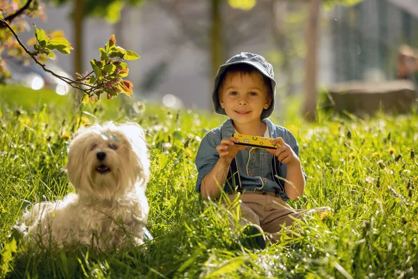 Stylish Preshcool Child Cute Boy His Pet Dog Maltese Breed — Stockfoto