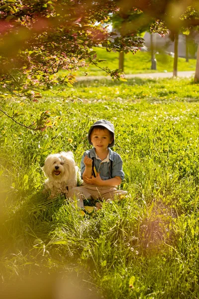 Stylish Preshcool Child Cute Boy His Pet Dog Maltese Breed — Stockfoto