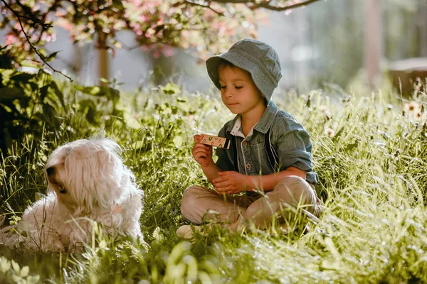 Stílusos Preshcool Gyermek Aranyos Fiú Kutyájával Máltai Fajta Játszik Parkban — Stock Fotó