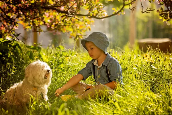 Stylish Preshcool Child Cute Boy His Pet Dog Maltese Breed —  Fotos de Stock