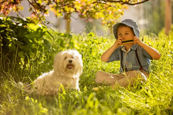 Elegante Niño Preshcool Lindo Niño Con Perro Mascota Raza Maltesa —  Fotos de Stock