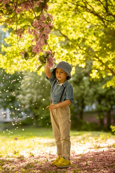 Beautiful Child Boy Blooming Cherry Blossom Tree Garden Enjoying Amazing — Stock Photo, Image