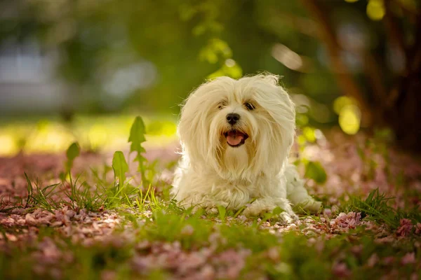 Maltesisk Hund Sommarparken Vid Solnedgången — Stockfoto