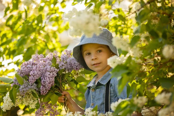Stylish Preshcool Child Cute Boy Enjoying Lilac Flowers Bush Blooming — Foto Stock