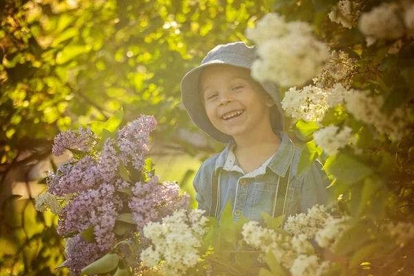 Stylish Preshcool Child Cute Boy Enjoying Lilac Flowers Bush Blooming — Foto Stock