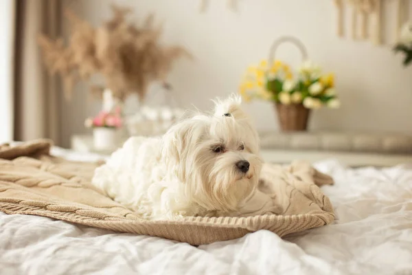 Maltese dog, cute pet dog, lying in bed and looking at camera, boho style room