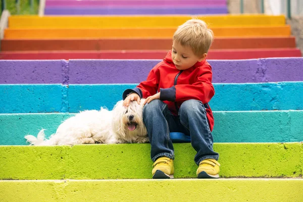 Cute Preschool Child Pet Dog Holding Colorful Rainbow Umbrella Sitting — Foto Stock