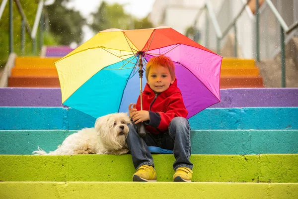 Cute Preschool Child Pet Dog Holding Colorful Rainbow Umbrella Sitting — 스톡 사진