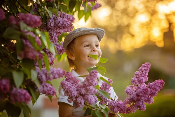 Стильна Доглянута Дитина Милий Хлопчик Насолоджується Бузковим Кущем Квітів Квітучому — стокове фото