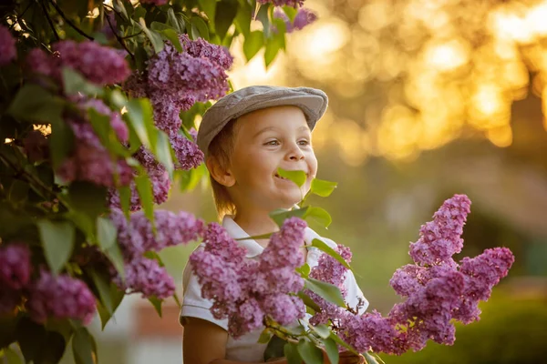 Stylish Preshcool Child Cute Boy Enjoying Lilac Flowers Bush Blooming — Stockfoto