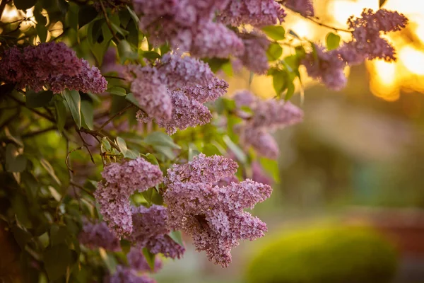 Lilac Flowers Bush Blooming Garden Sunset Amazing Close — Fotografia de Stock