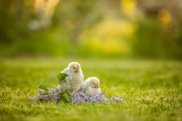 巣の中の小さな新生児の雛 かわいい新生児の鳥が眠っている 春の屋外 — ストック写真