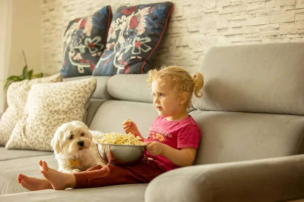 Aranyos Kis Szőke Kislány Előtt Popcornnal Filmet Néz Kedvenc Máltai — Stock Fotó