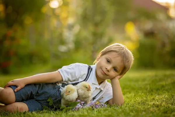 Beautiful Toddler Boy Child Vintage Clothing Playing Little Chicks Park — стоковое фото