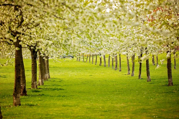 Krásné Staré Jablko Broskvoně Zahrada Kvete Slunném Jarním Dni — Stock fotografie