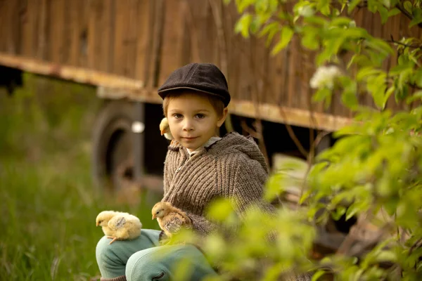 Beautiful Toddler Boy Child Vintage Clothing Playing Little Chicks Park — Photo