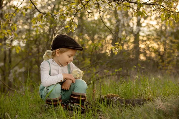 Beautiful Toddler Boy Child Vintage Clothing Playing Little Chicks Park — Fotografia de Stock