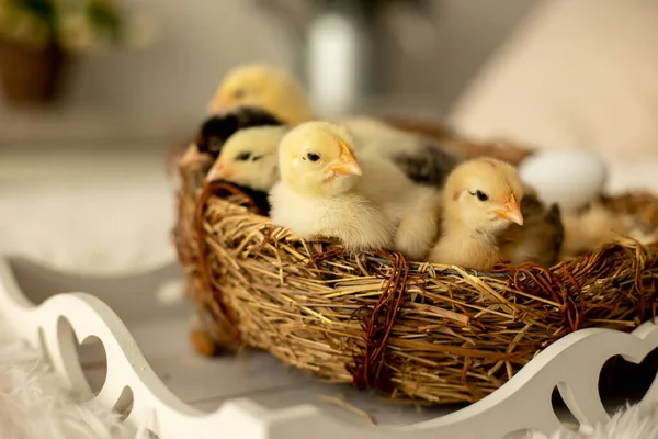 Little Newborn Chicks Nest Cute Newborn Birds Sleeping Springtime — Stock Photo, Image