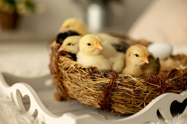 Petits Poussins Nouveau Nés Dans Nid Oiseaux Nouveau Nés Mignons — Photo