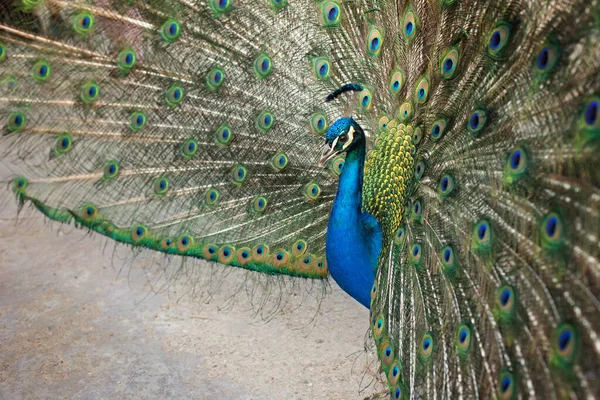 Beautiful Peacock Garden Amazing Bird Child Standing Next — Stock Photo, Image