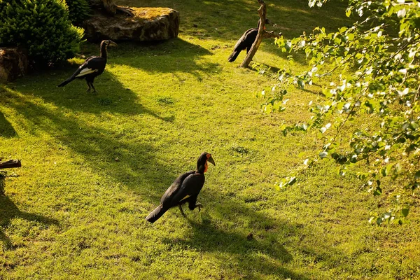 Horned black raven aka bucorvus leadbeateri with red beak on the green grass, hunting little mouse