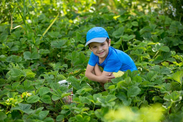 Sladké Roztomilé Dítě Chlapec Sbírající Jahody Léto Dítě Zdravé Organické — Stock fotografie