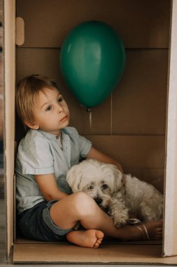 Sevimli çocuk ve Malta evcil köpeği, karton kutuda saklanıyorlar, birlikte oynuyorlar.