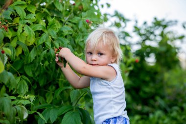 Küçük çocuk, çocuk, bahçede ahududu topluyor.