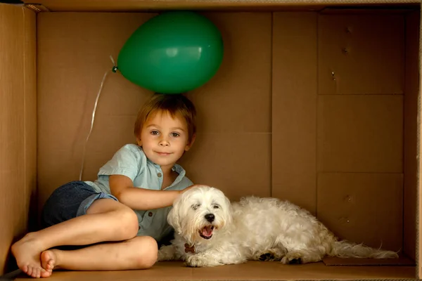Cute toddler child and maltese pet dog, hiding in cardboard box, playing together