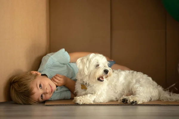 Cute Toddler Child Maltese Pet Dog Hiding Cardboard Box Playing — Stock Photo, Image