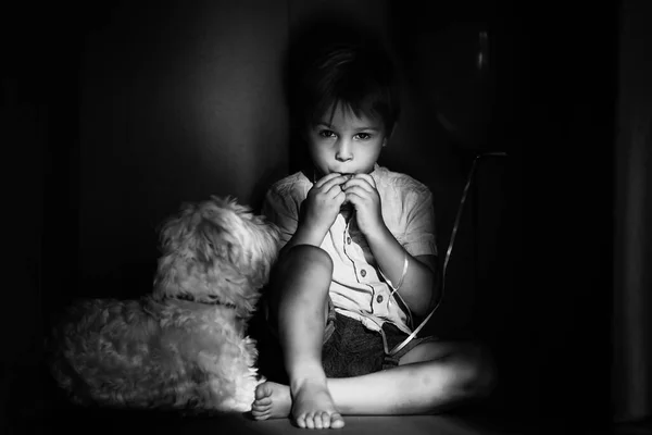 Enfant Tout Petit Mignon Chien Maltais Caché Dans Une Boîte — Photo
