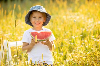 Cute little toddler child, blond boy, eating watermelon in beautiful daisy field on sunset
