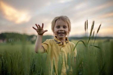 Cute toddler child, playing in a green field in Norway on sunset, happiness kid, blond boy