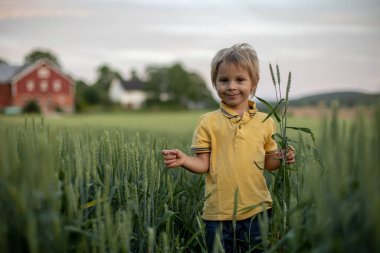 Cute toddler child, playing in a green field in Norway on sunset, happiness kid, blond boy
