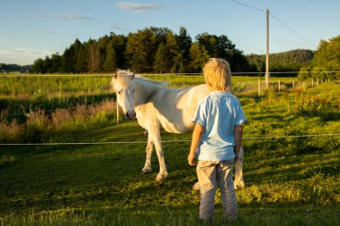 Child, toddler, looking at beautiful horses, caressing them