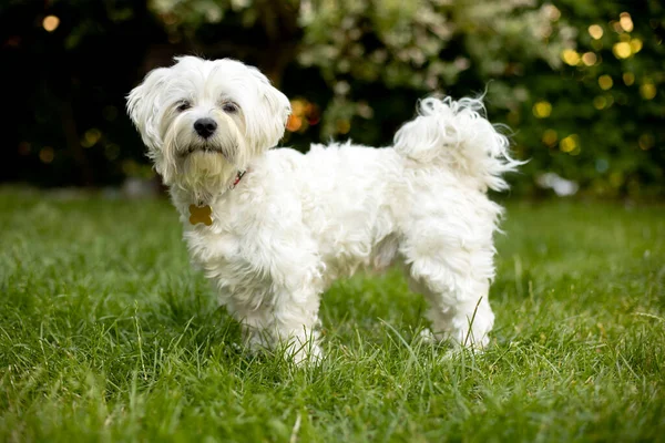 Maltese Dog Pet White Puppy Garden Summeritme — Stockfoto