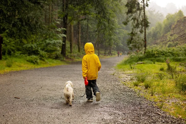 Father Three Children Pet Maltese Dog Walking Forest Heavy Rain — Stock Photo, Image