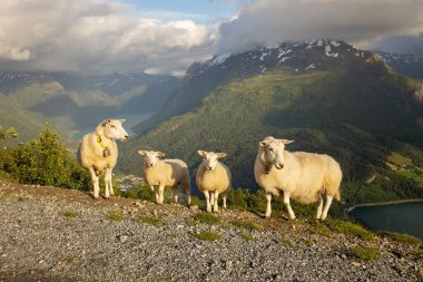 Sheeps along the road to mount Hoven, splendid view over Nordfjord from the Loen skylift