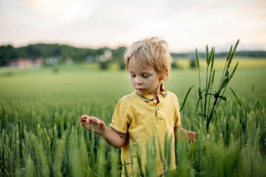 Cute toddler child, playing in a green field in Norway on sunset, happiness kid, blond boy