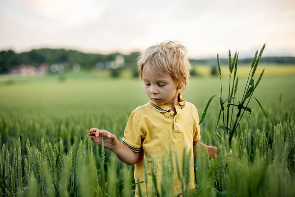 Cute toddler child, playing in a green field in Norway on sunset, happiness kid, blond boy