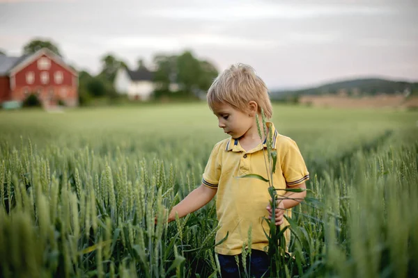 Cute toddler child, playing in a green field in Norway on sunset, happiness kid, blond boy
