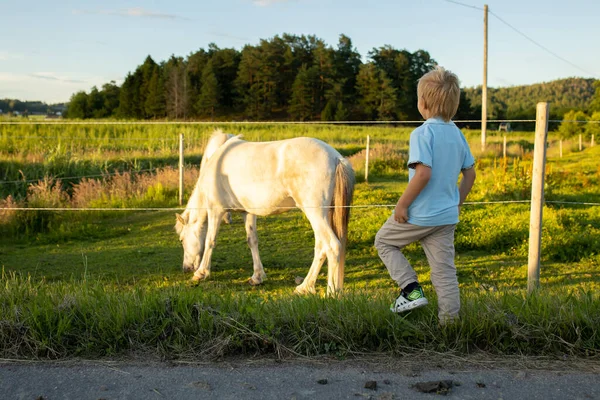 Child Toddler Looking Beautiful Horses Caressing Them — Foto Stock