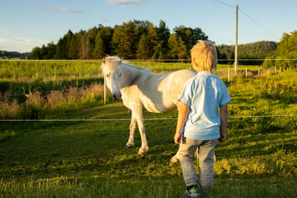 Child, toddler, looking at beautiful horses, caressing them