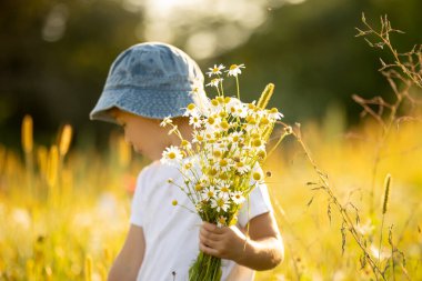 Cute little toddler child, blond boy, eating watermelon in beautiful daisy field on sunset