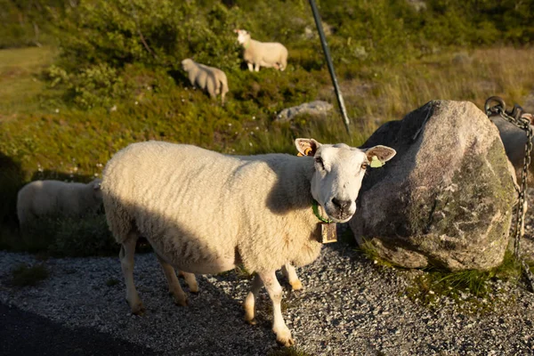 Sheeps along the road in Norway, curious to people