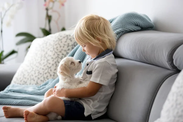 Bonito Pequena Criança Loira Menino Criança Brincando Com Cachorro Branco — Fotografia de Stock