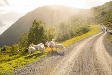 Sheeps along the road to mount Hoven, splendid view over Nordfjord from the Loen skylift
