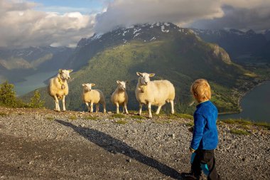 People, adult with kids and pet dog, hiking mount Hoven, enjoying the splendid view over Nordfjord from the Loen skylift